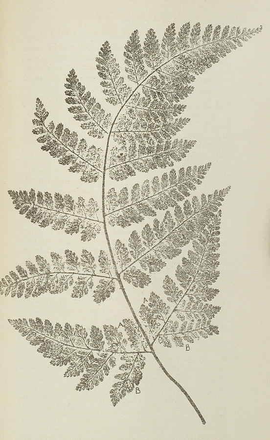 Broad Buckler Fern Photograph by Natural History Museum, London/science Photo Library
