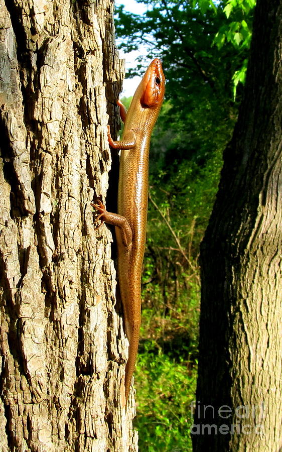 Broad Headed Skink Photograph by Joshua Bales