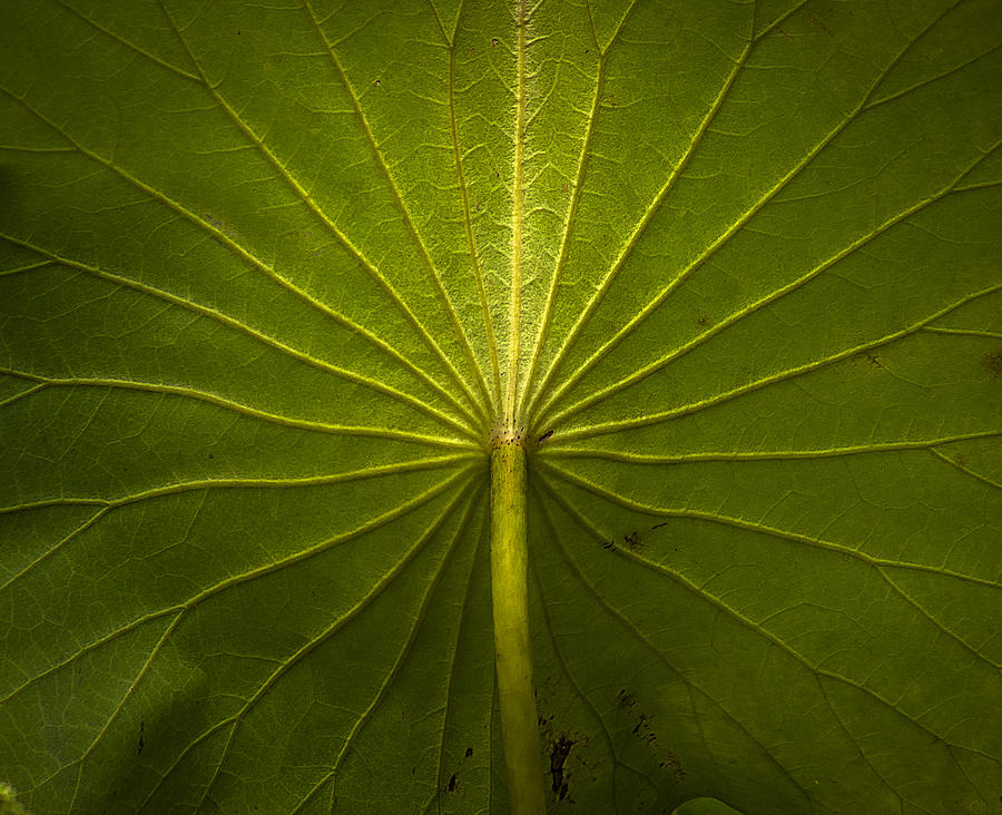 Broad Leaf Photograph by Andy Smetzer