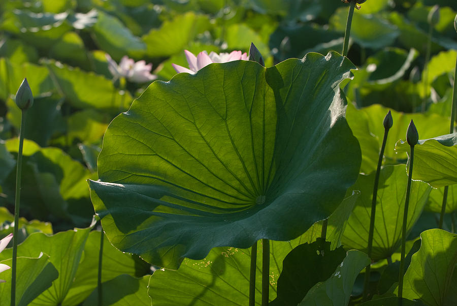 Broad Lily Leaf Photograph by Dennis Dame