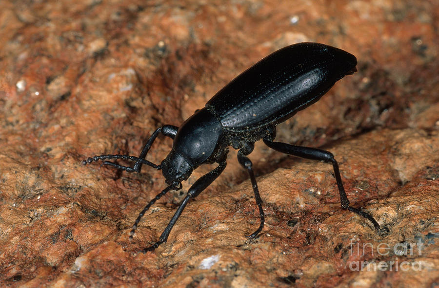 Broad-necked Darkling Beetle Photograph by Gregory G. Dimijian, M.D.