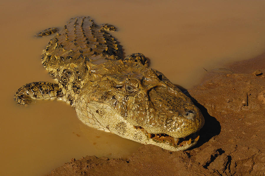 Broad-snouted Caiman South America Photograph by Pete Oxford