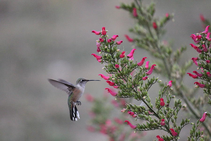 Broad Tail Hummingbird Photograph by Trent Mallett