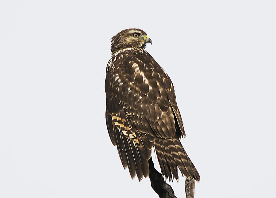 Broad Tailed Hawk Photograph by Kenneth Albin