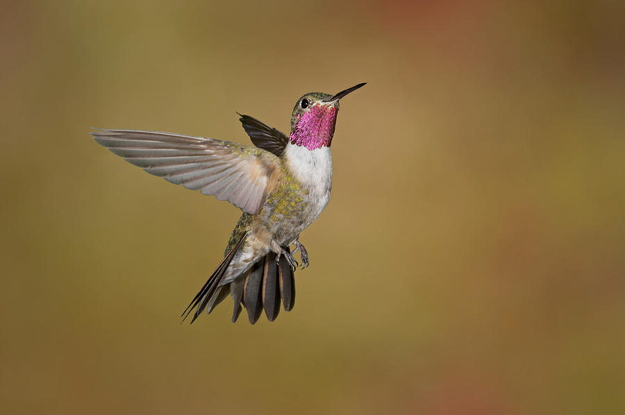 Broad tailed Hummer Photograph by Jack Milchanowski