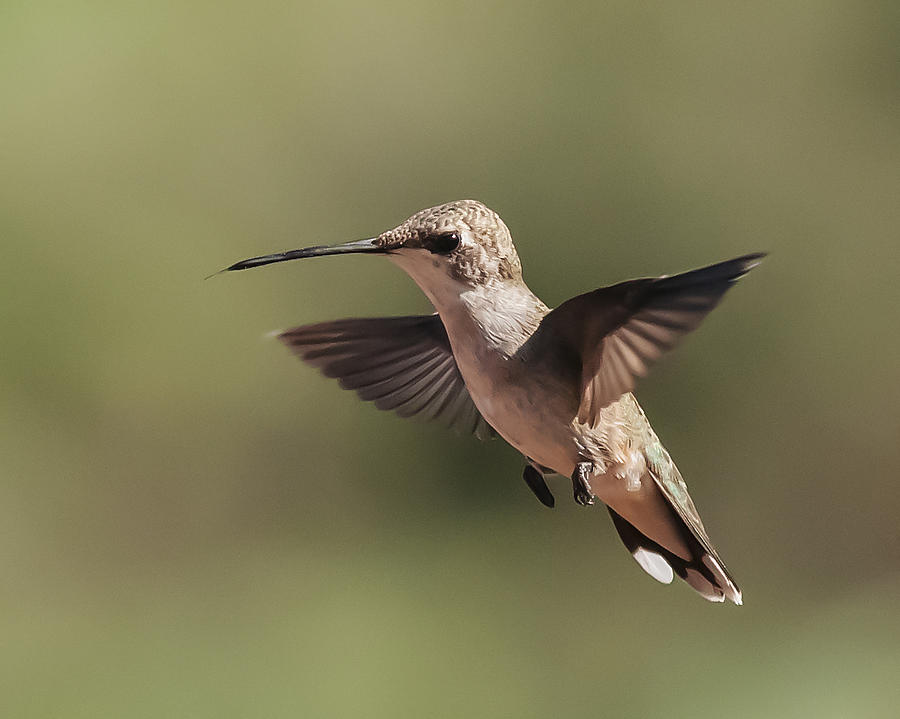 Broad-Tailed Hummingbird 1 Photograph by Lee Kirchhevel