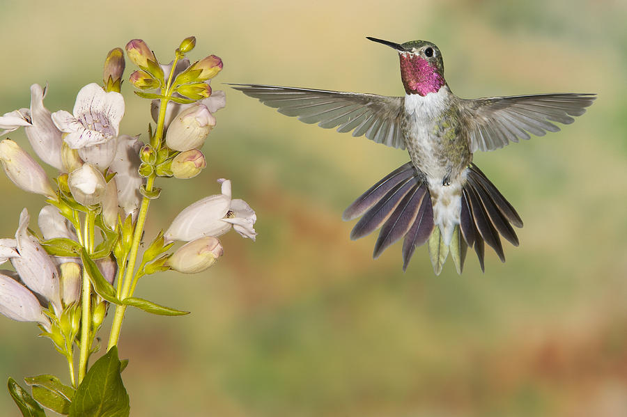 Broad tailed Hummingbird 2 Photograph by Jack Milchanowski