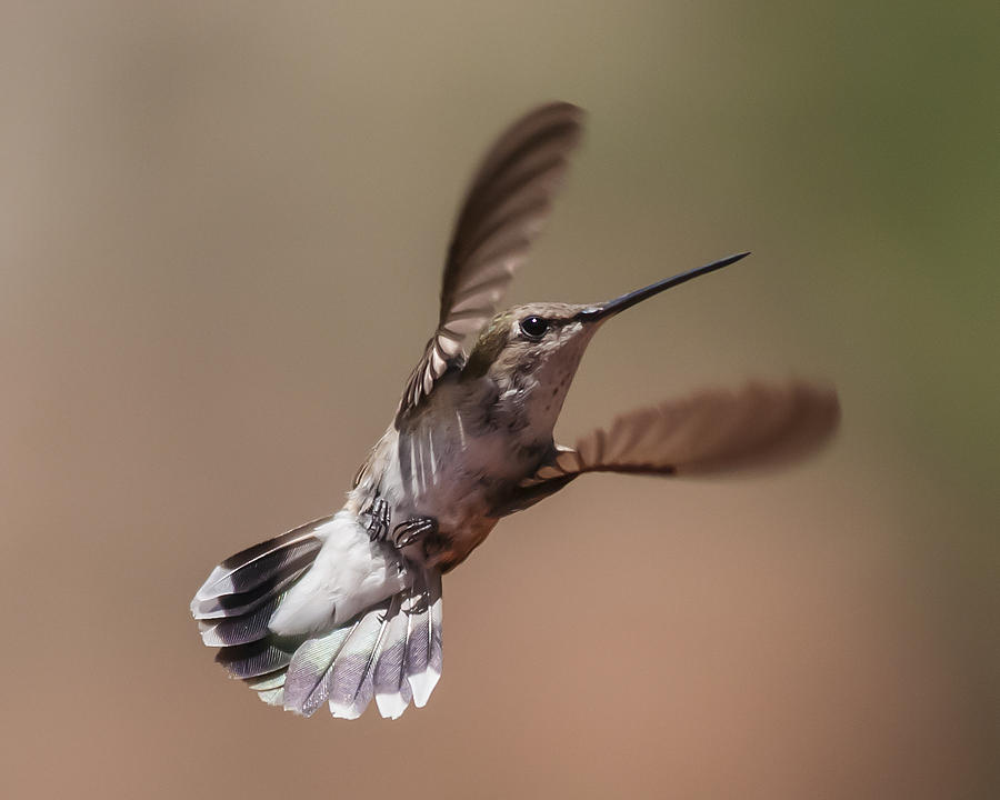 Broad-Tailed Hummingbird 2 Photograph by Lee Kirchhevel