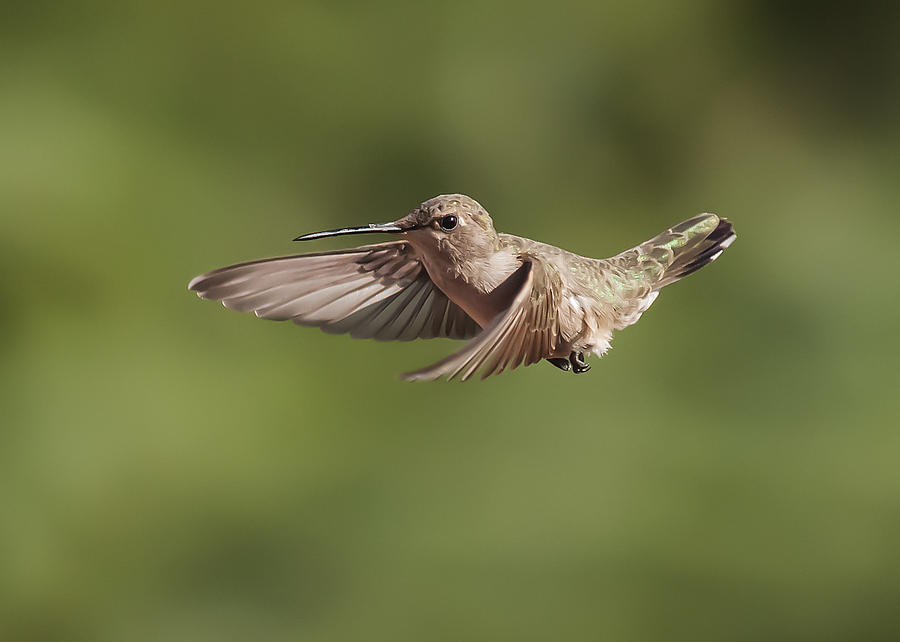 Broad-Tailed Hummingbird 3 Photograph by Lee Kirchhevel