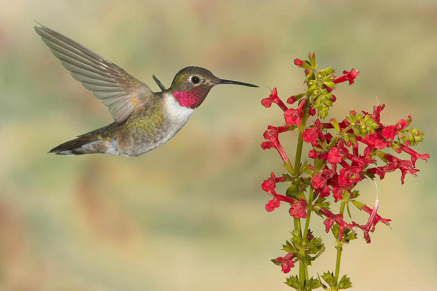 Broad-tailed Hummingbird 5 Photograph by Jack Milchanowski