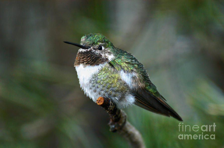 Broad-tailed Hummingbird Photograph by Al Andersen