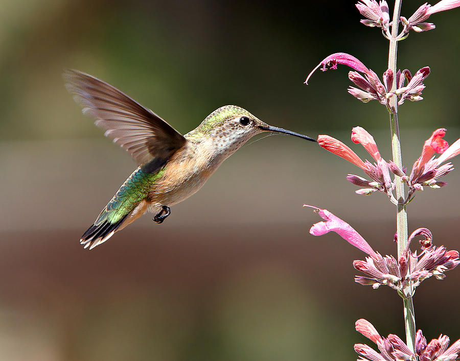 Broad-Tailed Hummingbird Photograph by Allen Lang - Fine Art America