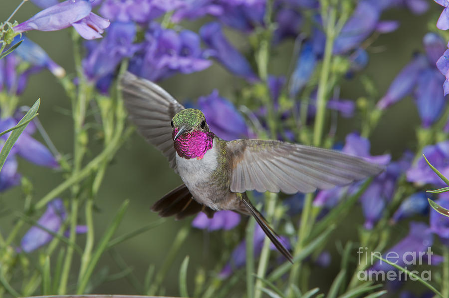Hummingbird Photograph - Broad-tailed Hummingbird by Anthony Mercieca