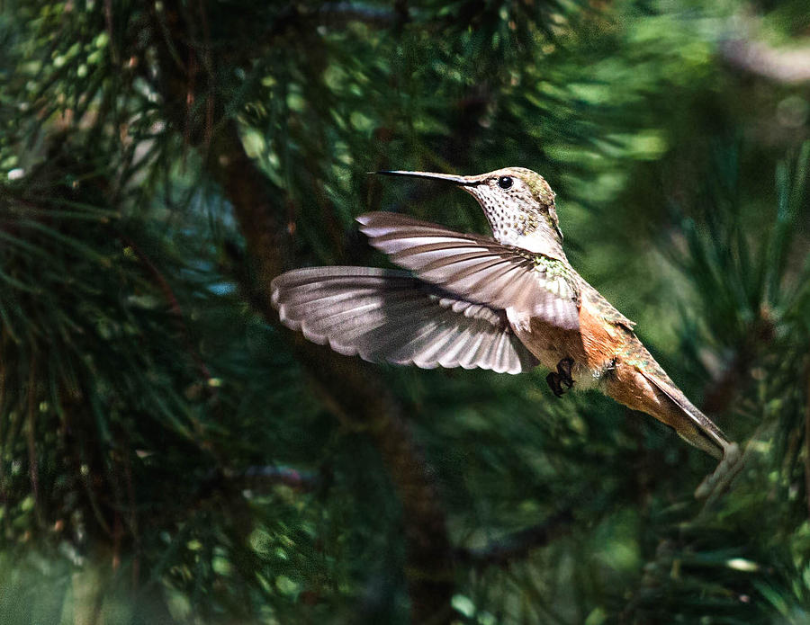 Broad-tailed Hummingbird Photograph by Dawn Key