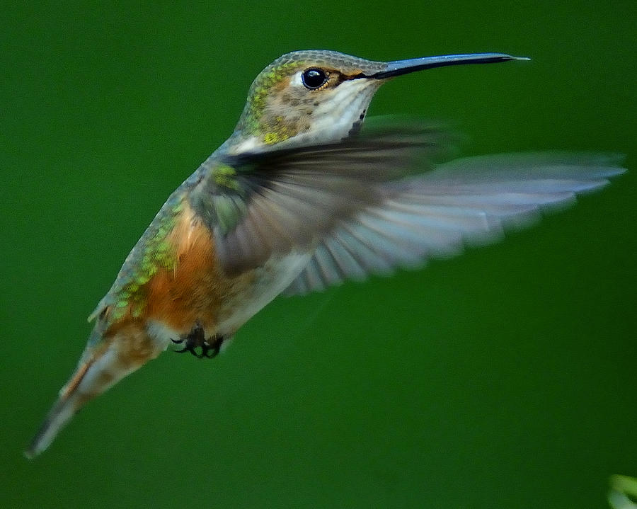 Broad Tailed Hummingbird Photograph by Dennis Brockschmidt - Fine Art ...