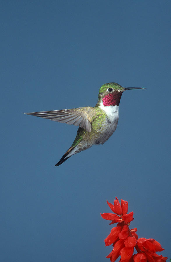 Broad-tailed Hummingbird Photograph by Gerald C. Kelley