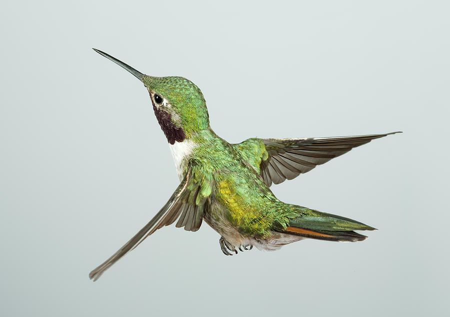 Broad-Tailed Hummingbird Photograph by Gregory Scott