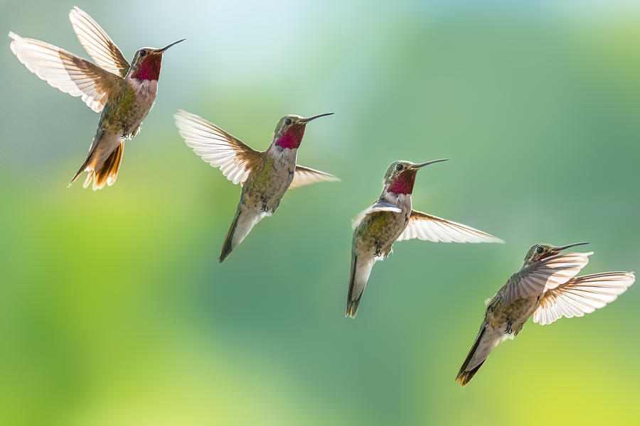 Broad-tailed hummingbird in flight, in sequence. Photograph by John Finney Photography