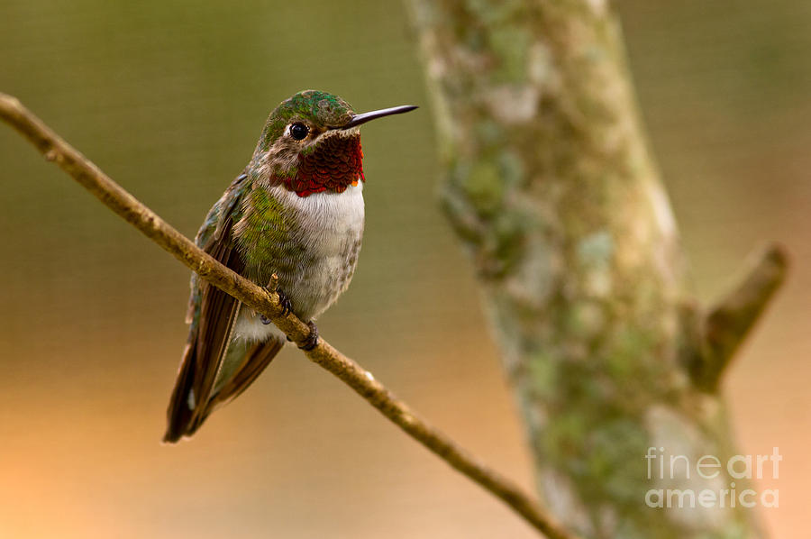 Broad tailed hummingbird Photograph by Les Palenik
