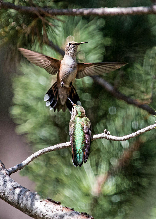 Broad-tailed Hummingbird Pair Photograph by Dawn Key