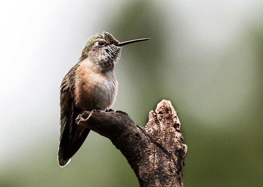 Broad-tailed Hummingbird sit  Photograph by Dawn Key