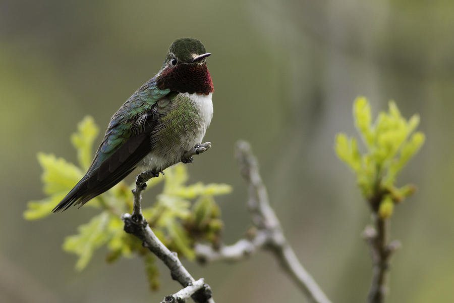 Hummingbird Photograph - Broad-Tailed Hummingbird by Terry Leasa