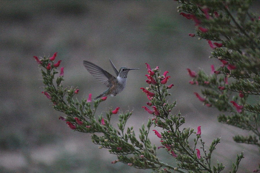 Broad Tailed Hummingbird Photograph by Trent Mallett