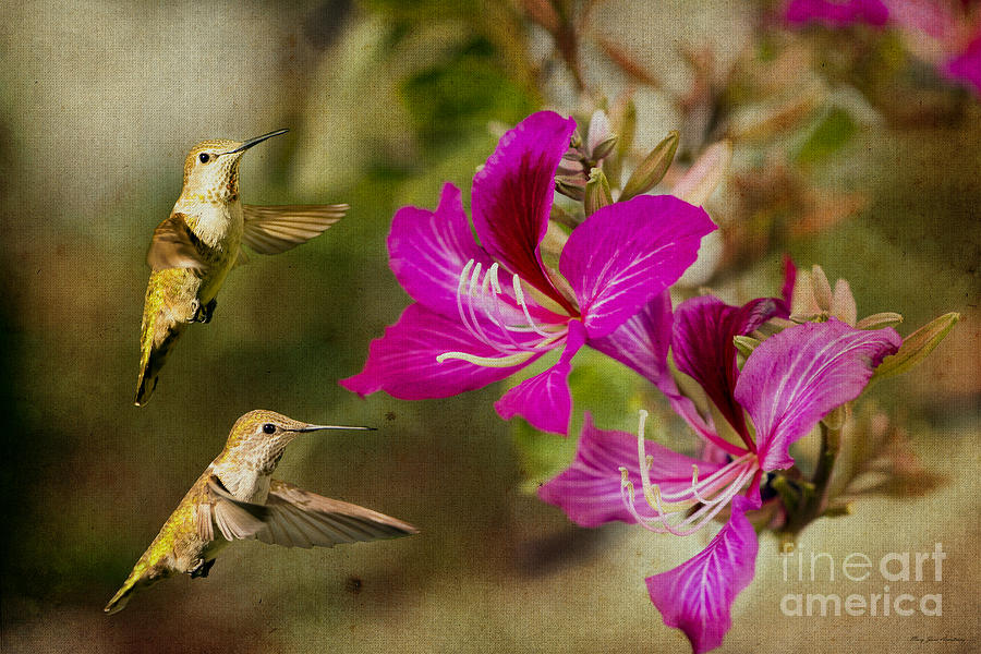 Broad-tailed Hummingbirds at Play Photograph by Mary Jane Armstrong