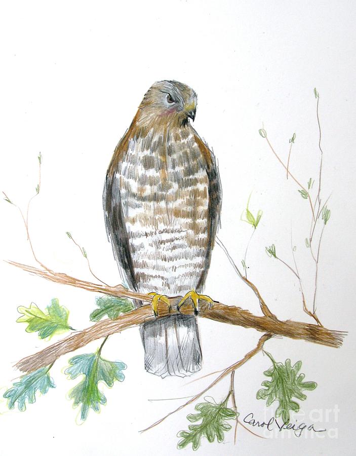 female broad winged hawk