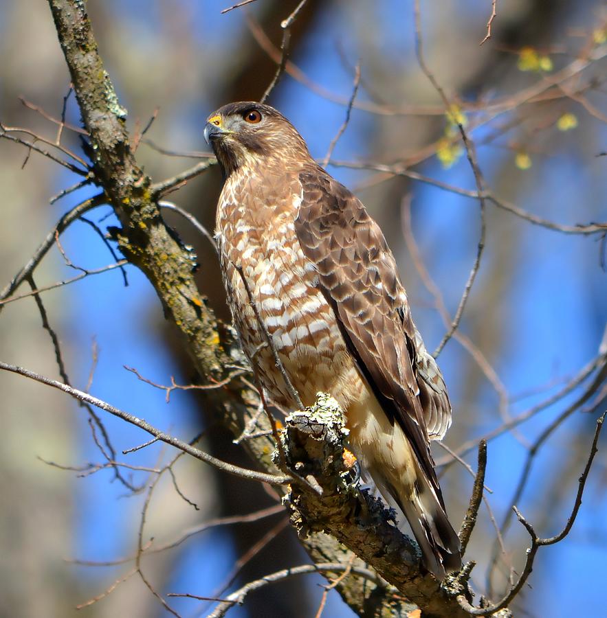 Broad Winged Hawk Photograph by Deena Stoddard
