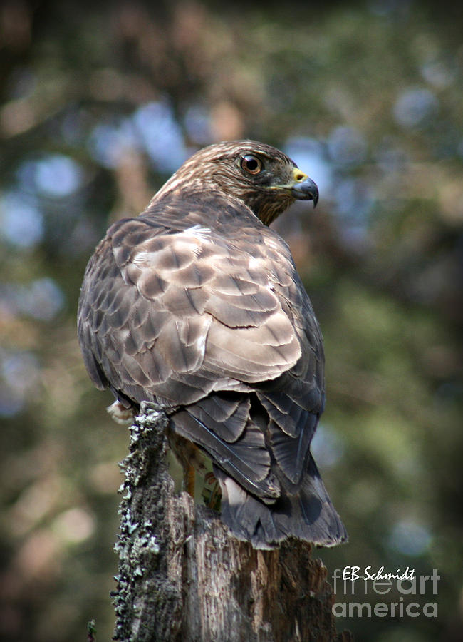 Broad-Winged Hawk Photograph by E B Schmidt