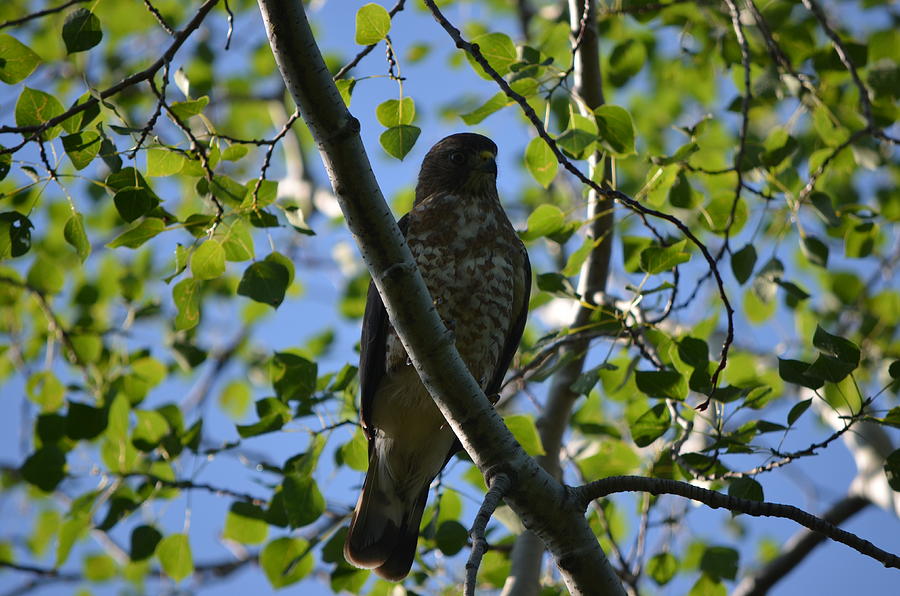 Broad-winged Hawk Photograph by James Petersen