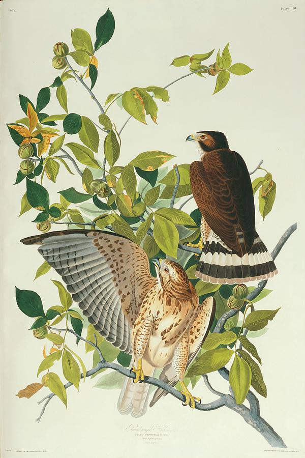 Broad-winged Hawk Photograph by Natural History Museum, London/science Photo Library