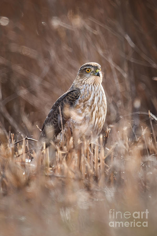 Broad-winged Hawk Photograph by Ronald Lutz