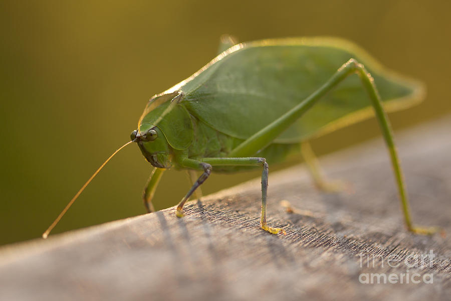Broad-winged Katydid Photograph by Meg Rousher