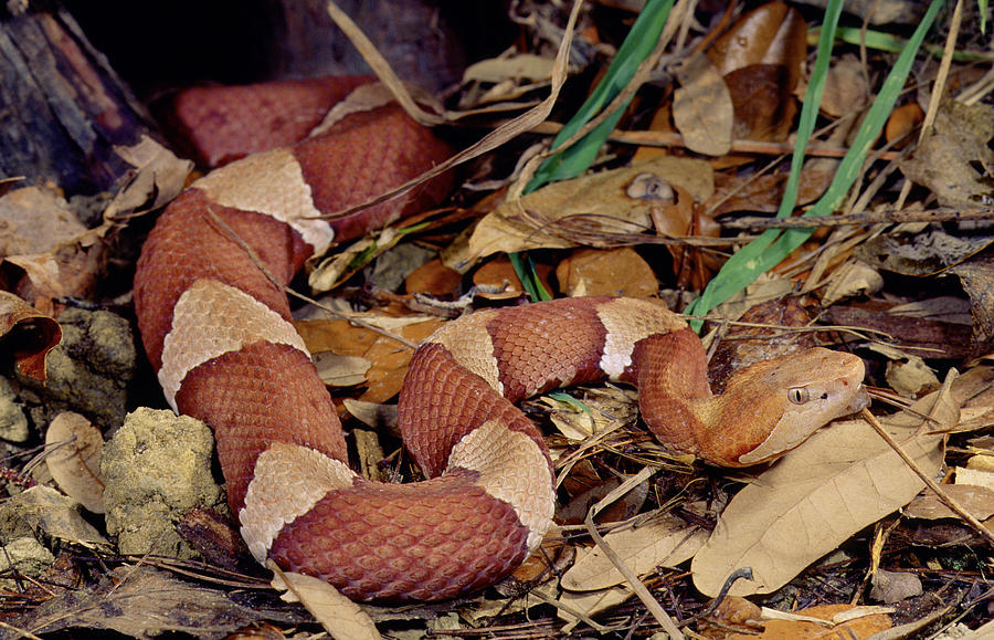 Broadbanded Copperhead Snake Photograph by Joe McDonald - Fine Art America