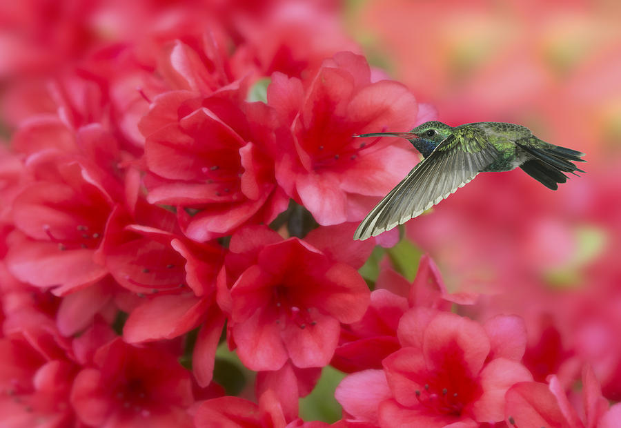 Hummingbird Photograph - Broadbill and Azalea by Gregory Scott