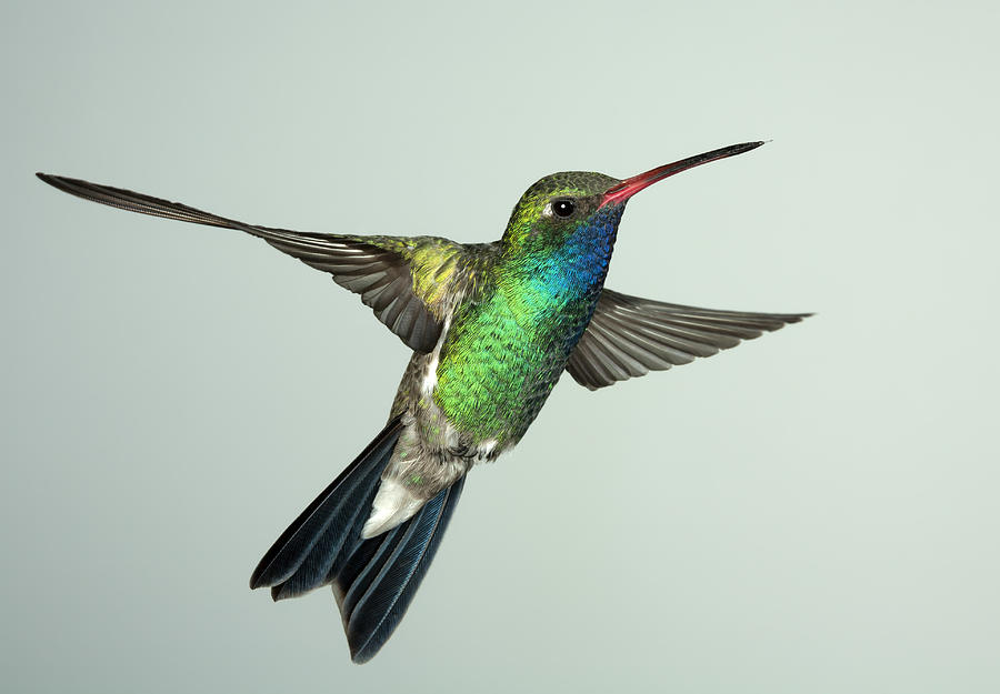 Hummingbird Photograph - Broadbill Hummingbird Alternate Wing Pose by Gregory Scott