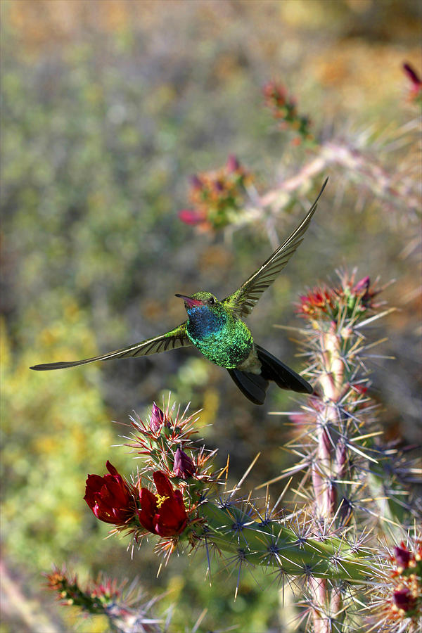 Broadbill Hummingbird and Cholla Cactus Photograph by Gregory Scott
