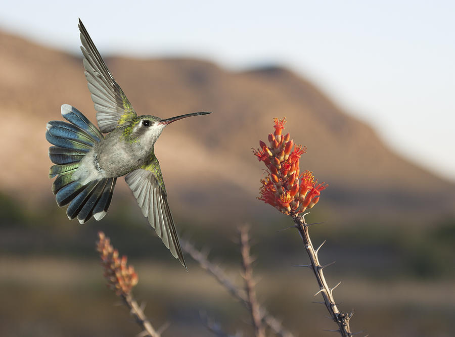 Hummingbird Photograph - Broadbill Hummingbird and Octicillo by Gregory Scott