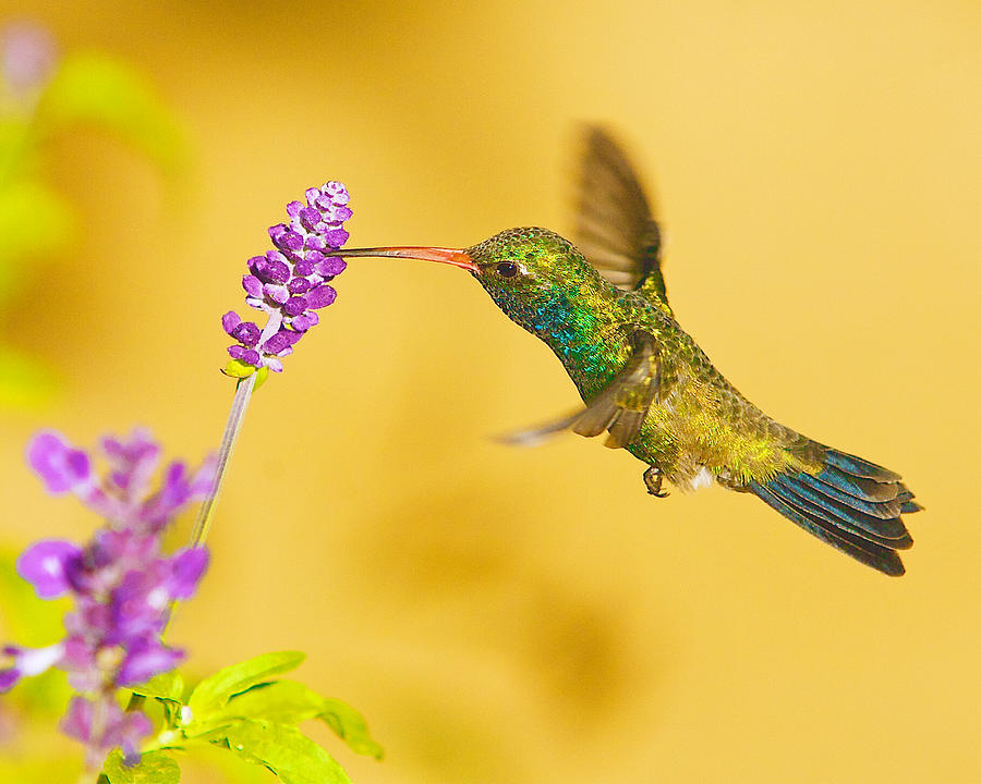 Broadbill Hummingbird Photograph by Dean Mayo - Fine Art America