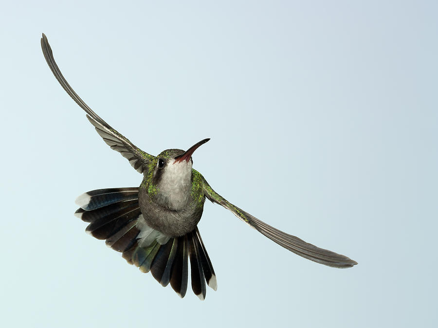 Broadbill Hummingbird Diagonal Photograph by Gregory Scott