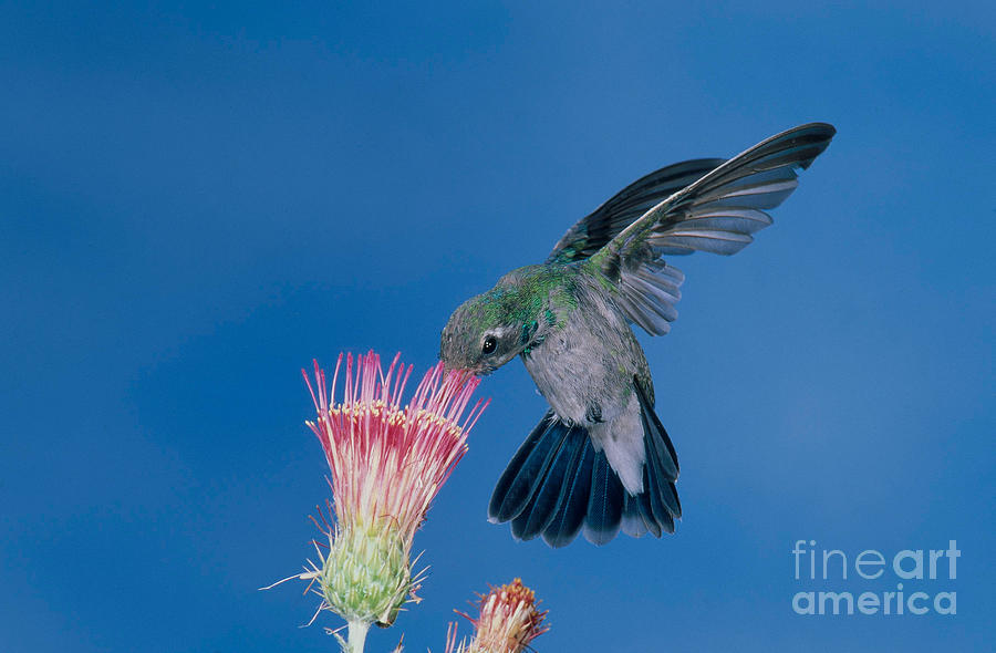 Broadbill Hummingbird Feeding At Flower Photograph by Anthony Mercieca