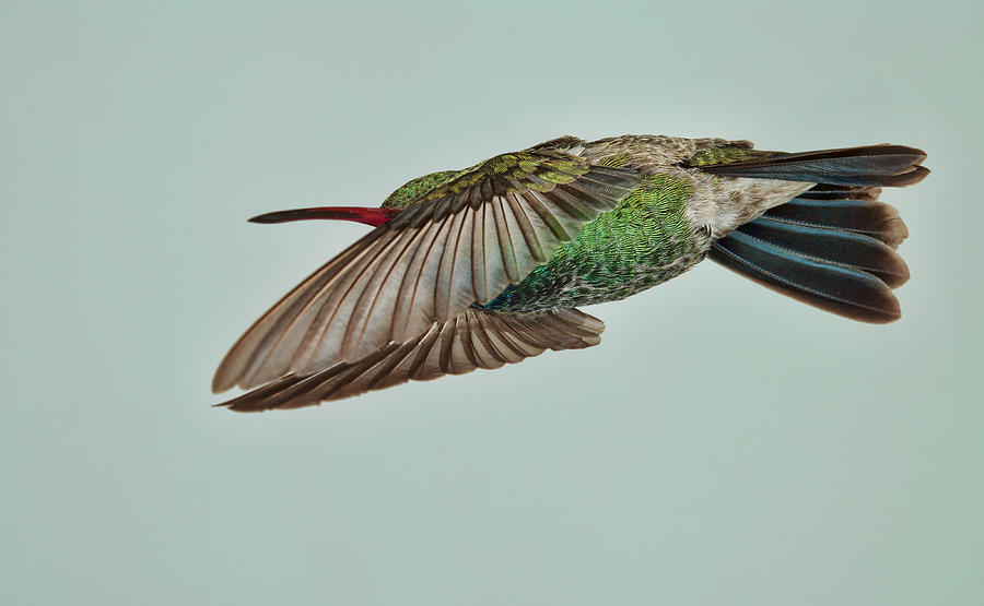 Hummingbird Photograph - Broadbill Hummingbird Level Flight by Gregory Scott
