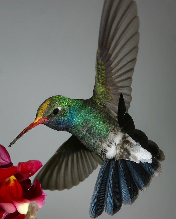 Hummingbird Photograph - Broadbill hummingbird with Pollen Cap by Gregory Scott