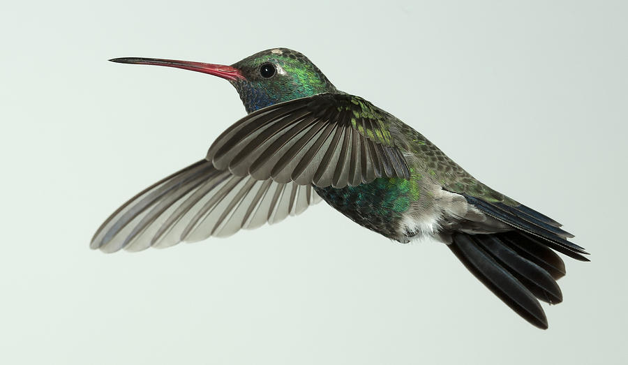 Broadbilled Hummingbird Profile Photograph by Gregory Scott