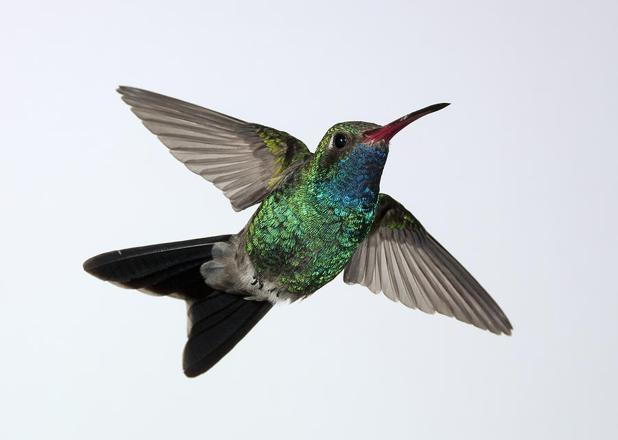 Broadbilled Hummingbird Rising Photograph by Gregory Scott