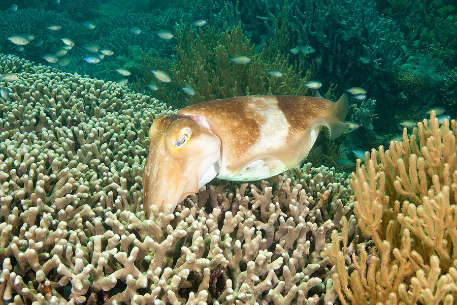 Broadclub Cuttlefish Depositing Eggs Photograph by Andrew J Martinez