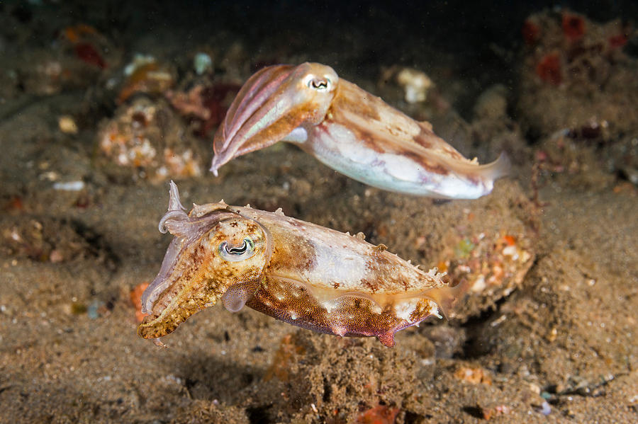 Broadclub Cuttlefish Pair Photograph by Andrew J. Martinez