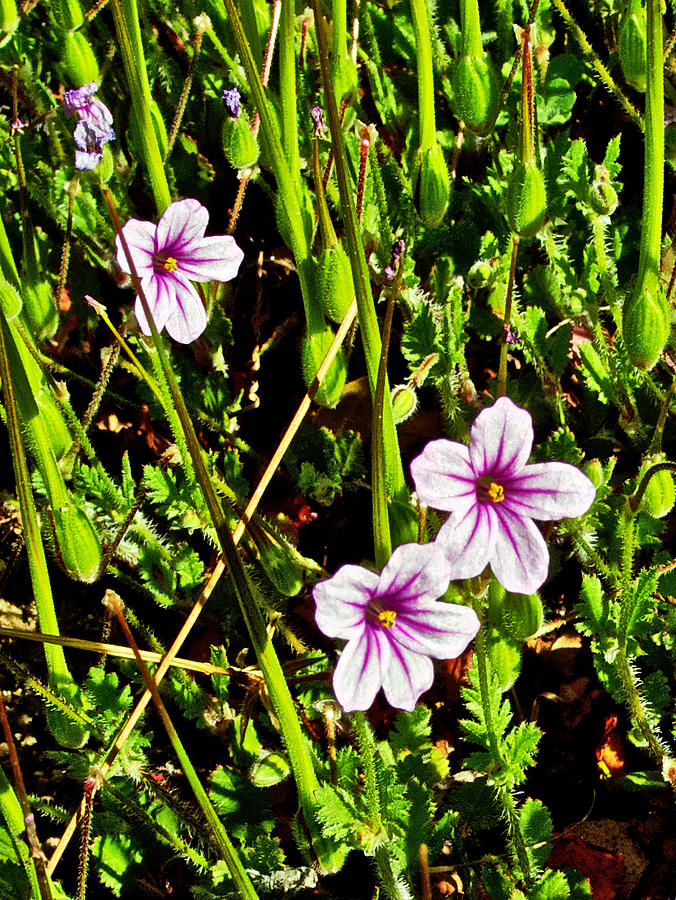 Broadleaf Filaree In Park Sierra Near Coarsegold-california Photograph ...